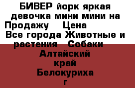 БИВЕР йорк яркая девочка мини мини на Продажу! › Цена ­ 45 000 - Все города Животные и растения » Собаки   . Алтайский край,Белокуриха г.